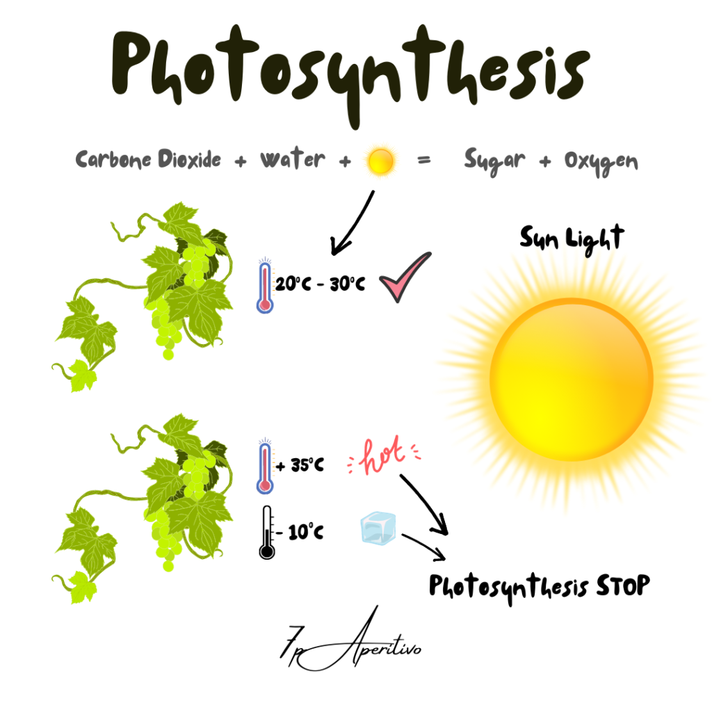 Photosynthesis Of The Vine