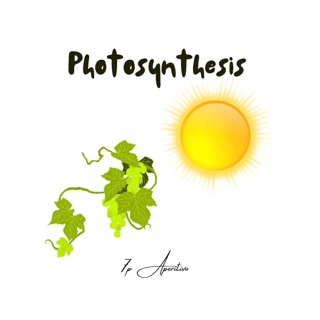 Photosynthesis in Grapevines | 7p Aperitivo