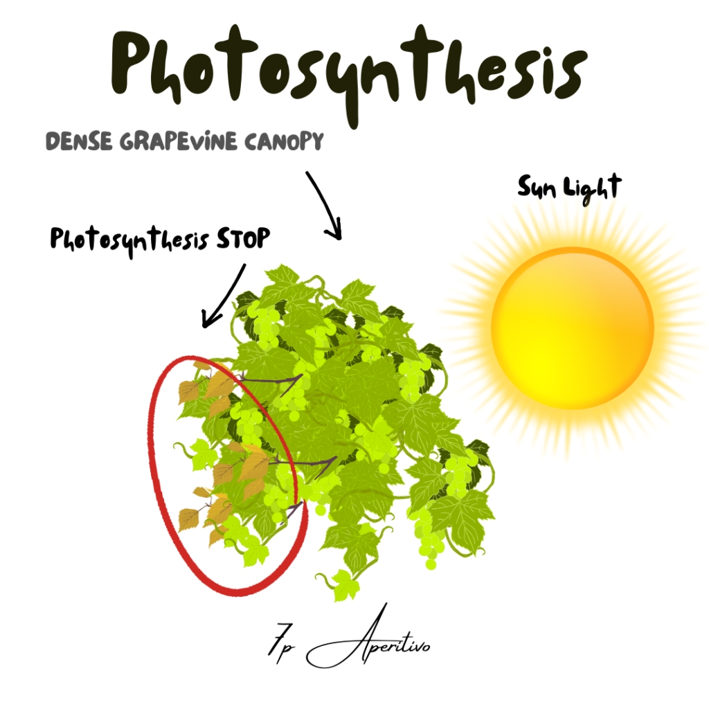 Photosynthesis in Grapevines | 7p Aperitivo